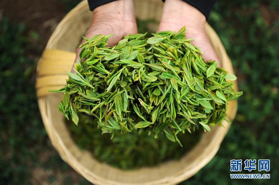 (社會)(4)黔中春茶開采 (社會)(4)黔中春茶開采