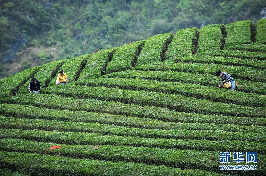 (社會)(6)黔中春茶開采 (社會)(6)黔中春茶開采