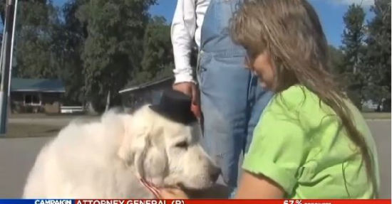 美國小鎮選可愛小狗當鎮長報酬為一年狗糧(圖) 美國小鎮選可愛小狗當鎮長報酬為一年狗糧(圖)