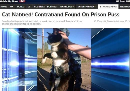 資料圖：2013年，俄羅斯獄警也曾抓獲身負手機和充電寶的貓，它本想混進俄羅斯科密地區一座監獄