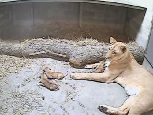 母獅與三只獅寶寶 母獅與三只獅寶寶