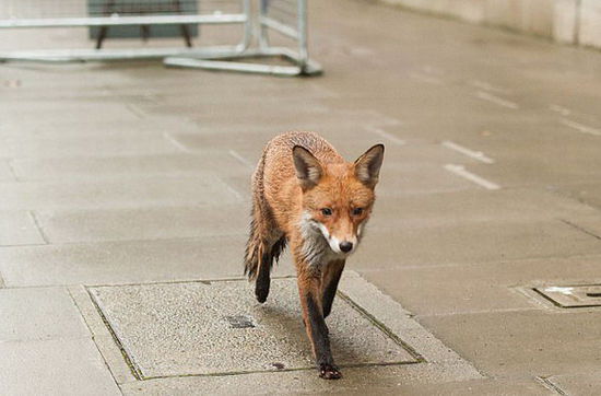 卡梅倫前往唐寧街參加活動 被一只狐貍 卡梅倫前往唐寧街參加活動 被一只狐貍