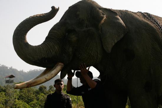 圖為大象巡邏隊里的大象。來源:法新社。 圖為大象巡邏隊里的大象。來源:法新社。