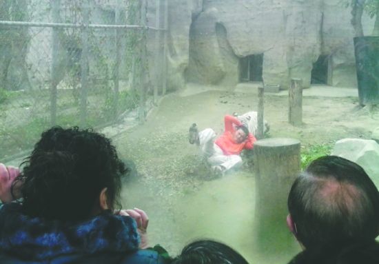 昨日,成都動物園,男子進入白虎活動區后被白虎拖行。動物園出動50多人成功營救下他 昨日,成都動物園,男子進入白虎活動區后被白虎拖行。動物園出動50多人成功營救下他