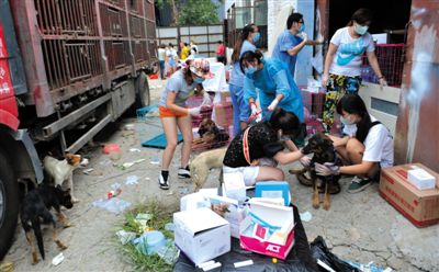 昨日下午,志愿者對攔截下來的狗逐一檢查,分類進行管理。新京報記者 吳江 攝 昨日下午,志愿者對攔截下來的狗逐一檢查,分類進行管理。新京報記者 吳江 攝