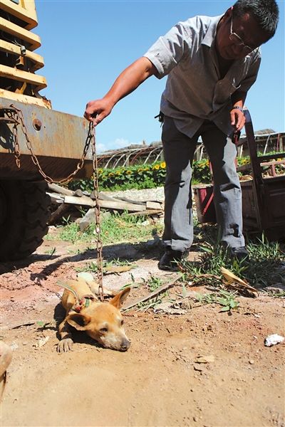 西夏區(qū)農(nóng)牧局工作人員在仔細(xì)觀察該動(dòng)物。 西夏區(qū)農(nóng)牧局工作人員在仔細(xì)觀察該動(dòng)物。