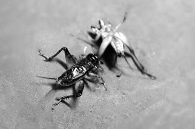 蟋蟀市場出現(xiàn)高價蛐蛐 一只賣3萬(圖) 蟋蟀市場出現(xiàn)高價蛐蛐 一只賣3萬(圖)