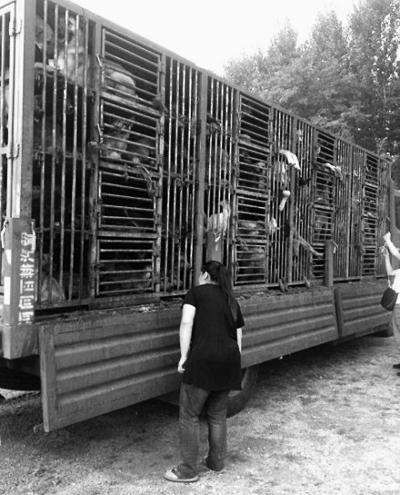 媒體揭偷狗販狗利益鏈:長途運輸到狗肉館 媒體揭偷狗販狗利益鏈:長途運輸到狗肉館