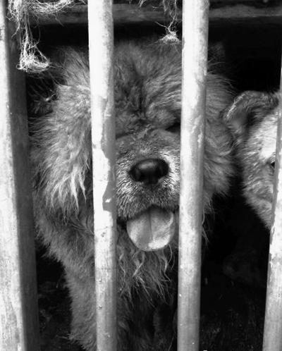 媒體揭偷狗販狗利益鏈：長途運輸到狗肉館