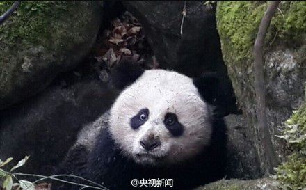 四川唐家河發現一只受傷熊貓 或被黃喉貂圍攻 四川唐家河發現一只受傷熊貓 或被黃喉貂圍攻