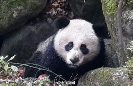 四川唐家河發現一只受傷熊貓 或被黃喉貂圍攻 四川唐家河發現一只受傷熊貓 或被黃喉貂圍攻