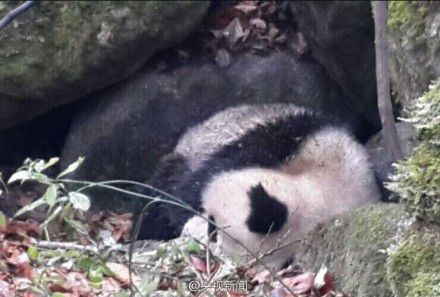 四川唐家河發現一只受傷熊貓 或被黃喉貂圍攻 四川唐家河發現一只受傷熊貓 或被黃喉貂圍攻