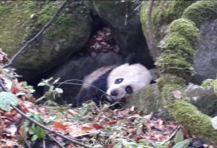 四川唐家河發現一只受傷熊貓 或被黃喉貂圍攻 四川唐家河發現一只受傷熊貓 或被黃喉貂圍攻