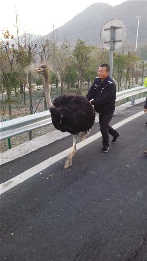 鴕鳥被施救人員引導(dǎo)著下高速 鴕鳥被施救人員引導(dǎo)著下高速