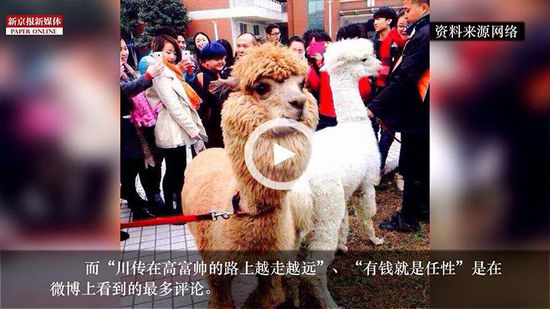 四川某高校請(qǐng)羊駝助陣馬術(shù)專(zhuān)業(yè) 網(wǎng)友稱(chēng)有錢(qián)任性 四川某高校請(qǐng)羊駝助陣馬術(shù)專(zhuān)業(yè) 網(wǎng)友稱(chēng)有錢(qián)任性