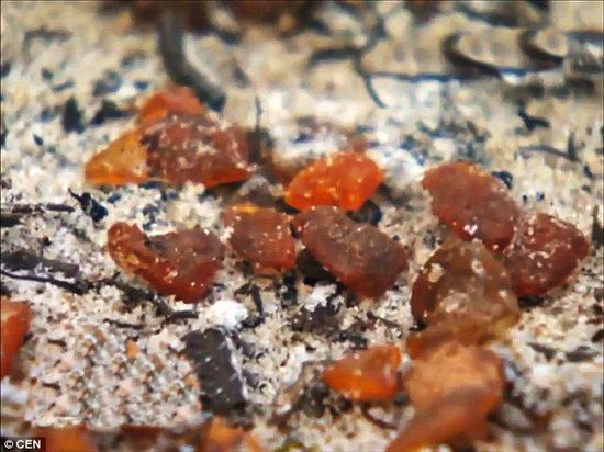 波羅的海的一場暴風雨將琥珀卷到了岸上,這里包攬了全球90%的琥珀產(chǎn)量。 波羅的海的一場暴風雨將琥珀卷到了岸上,這里包攬了全球90%的琥珀產(chǎn)量。