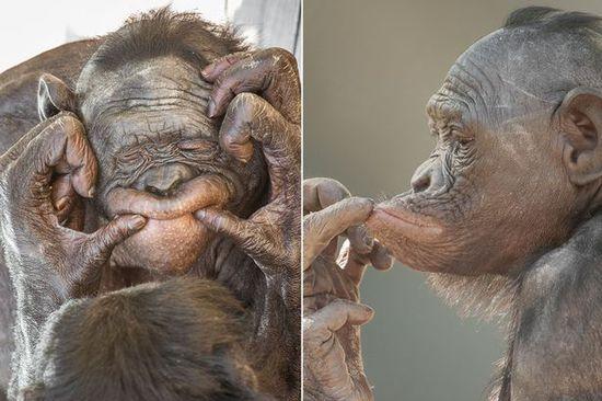 黑猩猩擺各種姿勢拍照。 黑猩猩擺各種姿勢拍照。