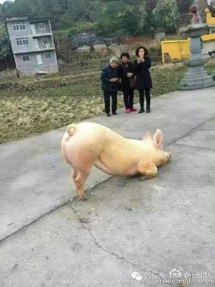 一頭豬跑到寺院跪拜引圍觀 警察點(diǎn)破稱實(shí)為有病 一頭豬跑到寺院跪拜引圍觀 警察點(diǎn)破稱實(shí)為有病