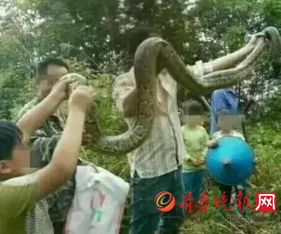 抓野生大蟒燉湯 抓野生大蟒燉湯