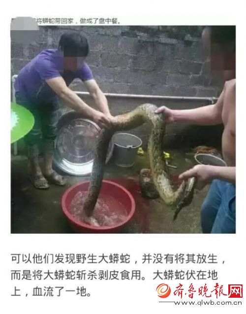 兩兄弟抓野生大蟒燉湯網上曬照 報應來了(圖) 兩兄弟抓野生大蟒燉湯網上曬照 報應來了(圖)