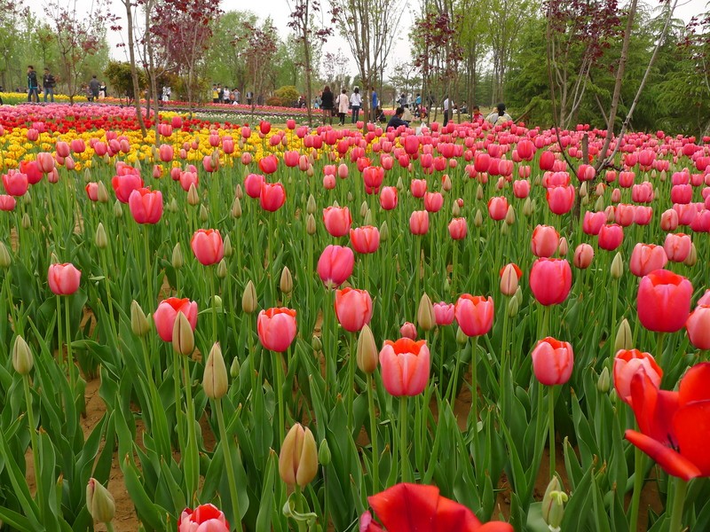 粽子節(jié)遇上兒童節(jié)，你想好去哪了么？