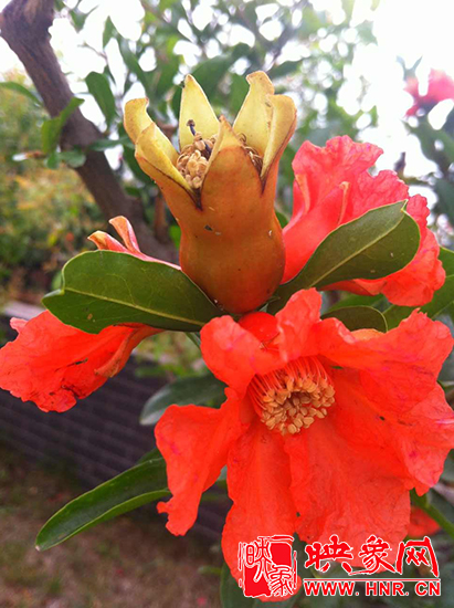 中國?鄭州首屆河陰石榴花文化旅游節開幕 中國?鄭州首屆河陰石榴花文化旅游節開幕