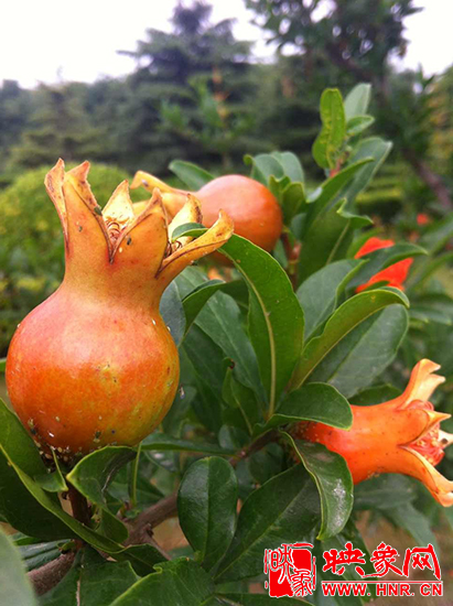 中國?鄭州首屆河陰石榴花文化旅游節開幕 中國?鄭州首屆河陰石榴花文化旅游節開幕