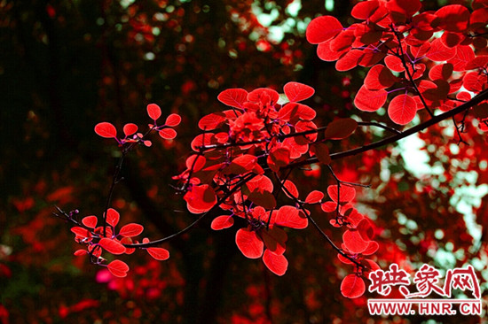 欒川發布散客旅游通票 160元玩轉六大景區