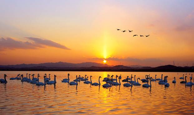 “天鵝城”河南三門峽為白天鵝劃定16萬畝保護區