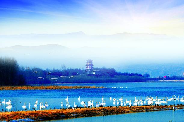 “天鵝城”河南三門峽為白天鵝劃定16萬畝保護區