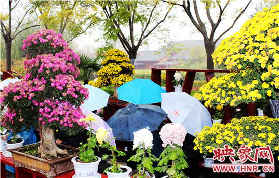 天好、花美 中國開封第32屆菊花文化節(jié)延長一周 天好、花美 中國開封第32屆菊花文化節(jié)延長一周