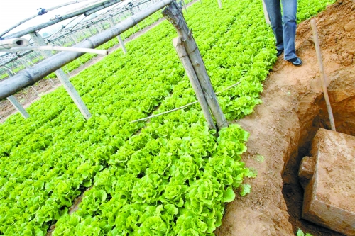 石碑埋在菜地里 石碑埋在菜地里