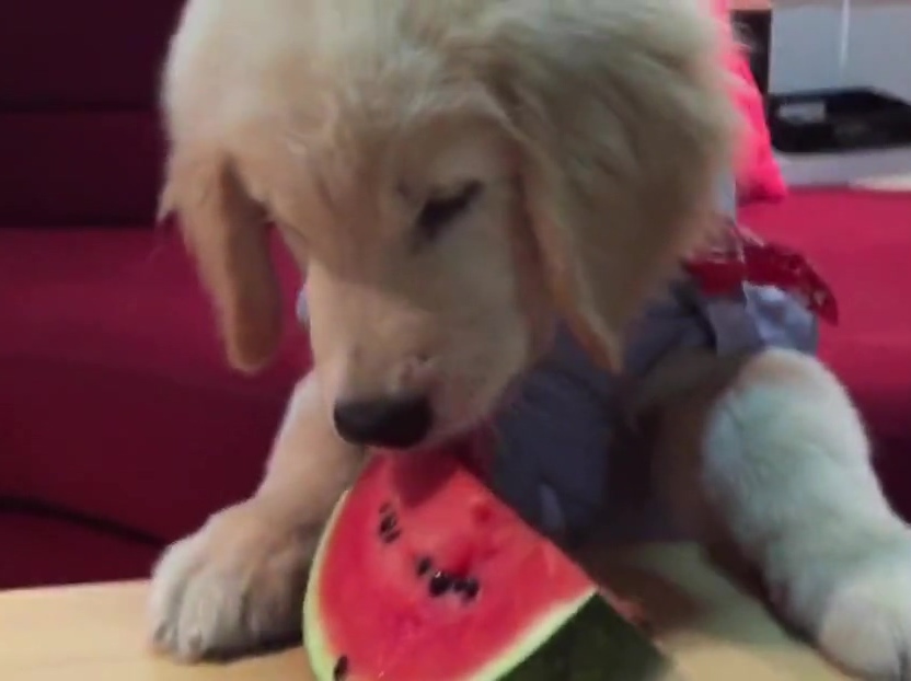 超萌金毛啃西瓜！夏天來了汪星人也要消暑啊！