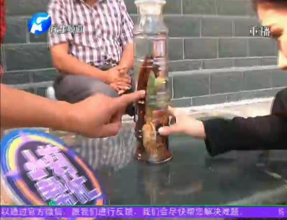 神奇！泡酒人參發芽長樹葉