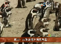 非洲企鵝大鬧居民區 嗓門大叫聲像毛驢