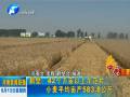 鶴壁42個萬畝以上示范片 小麥平均畝產583.8公斤