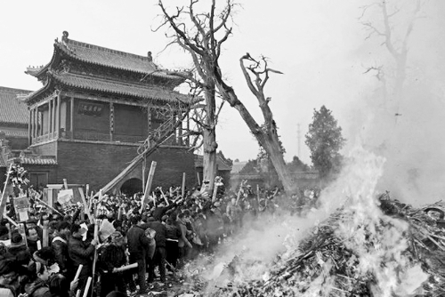 淮陽太昊陵500歲古柏成枯樹 淮陽太昊陵500歲古柏成枯樹