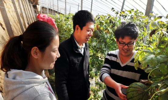陳國梁(中)和鹿曼(左)在學習西瓜的管理 陳國梁(中)和鹿曼(左)在學習西瓜的管理
